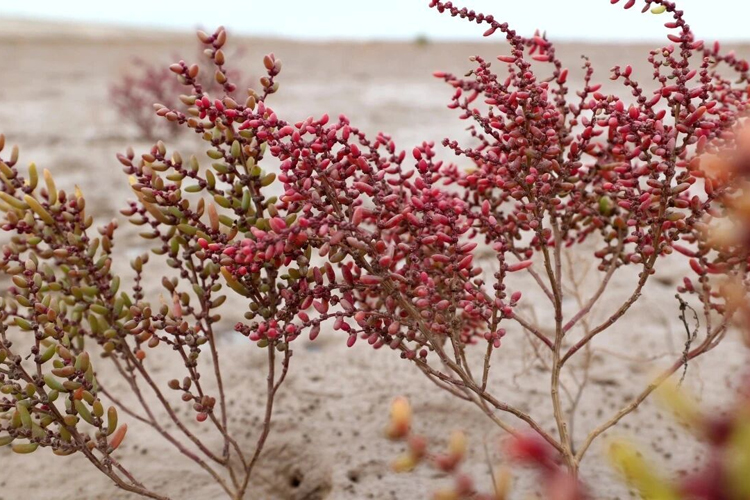 山东海岸带生态修复的“五大妙招” .jpg
